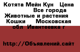 Котята Мейн Кун › Цена ­ 15 000 - Все города Животные и растения » Кошки   . Московская обл.,Ивантеевка г.